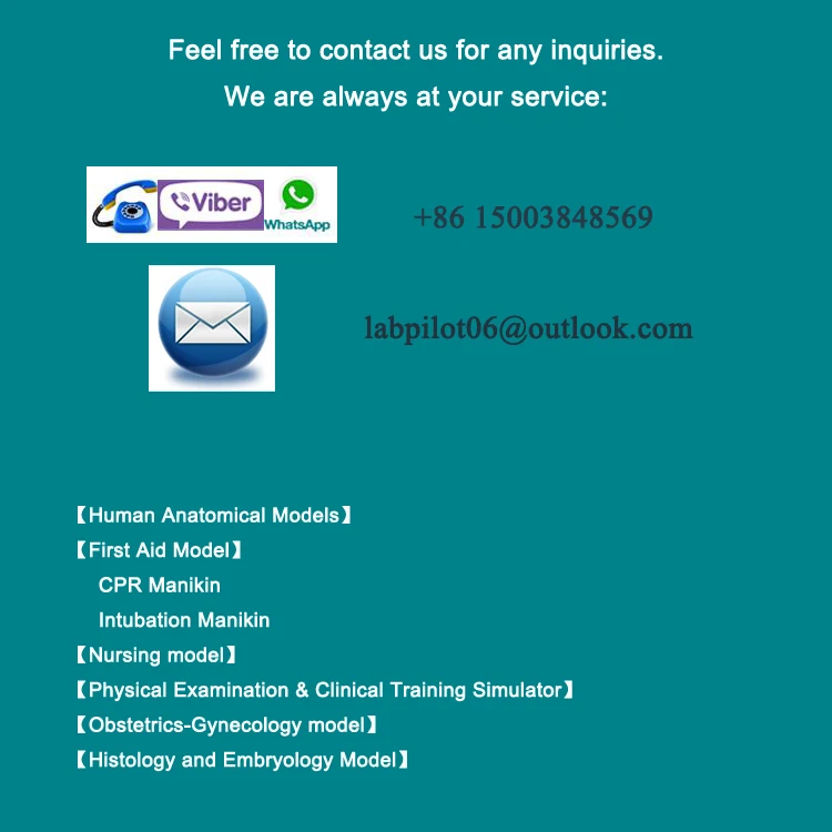 Продвинутый Симулятор прокола костного мозга и бедренной венгии ортопедический