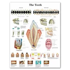 Анатомическая картина WANGART с изображением человеческих зубов на холсте, картина, печатный плакат настенных картин для медицинского образования, офиса, домашнего декора