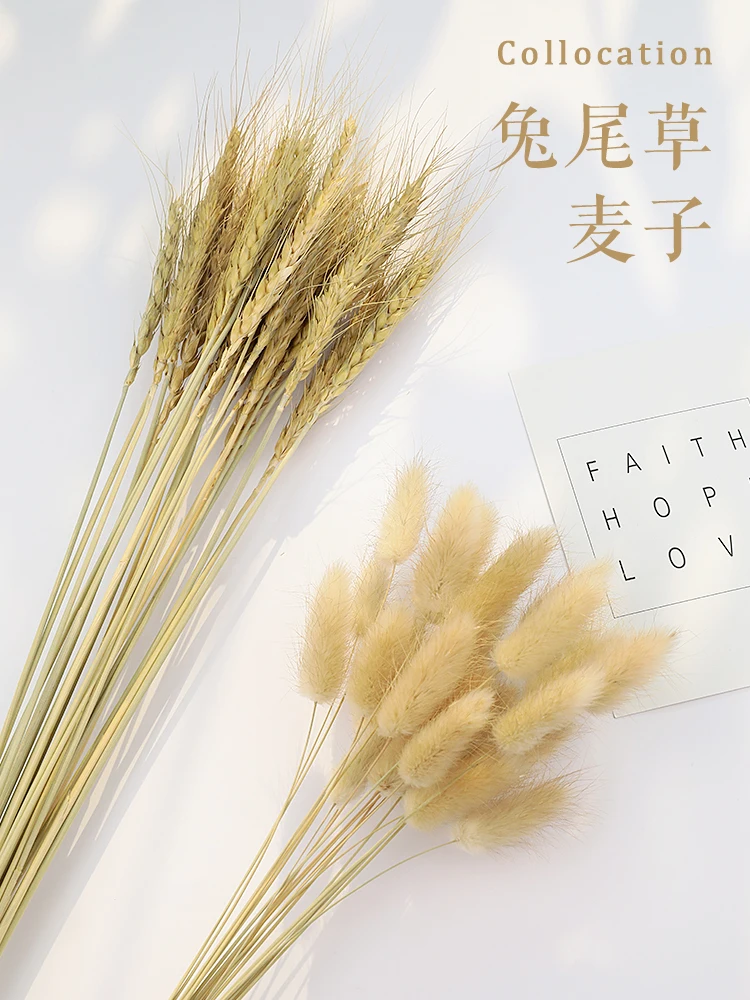 

Natural Barley Wheat Ears Lampranthus Rabbit Tail Grass Photography Accessories Photo Studio Props Background Backdrop Ornament