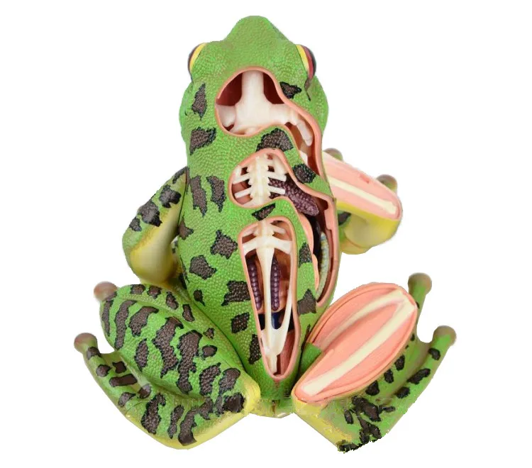 Модель анатомии животных модель лягушки 4D развивающие научные игрушки Сборная