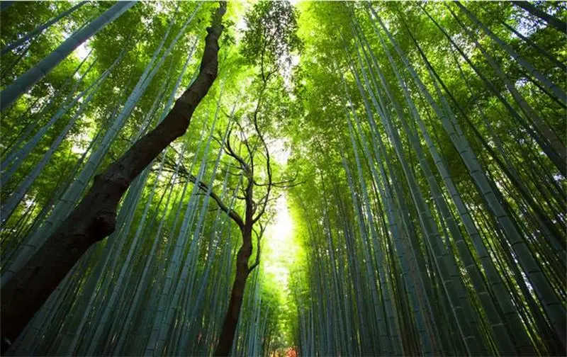 3d обои на заказ фотообои из нетканого материала Свежие Бамбуковые Украшения