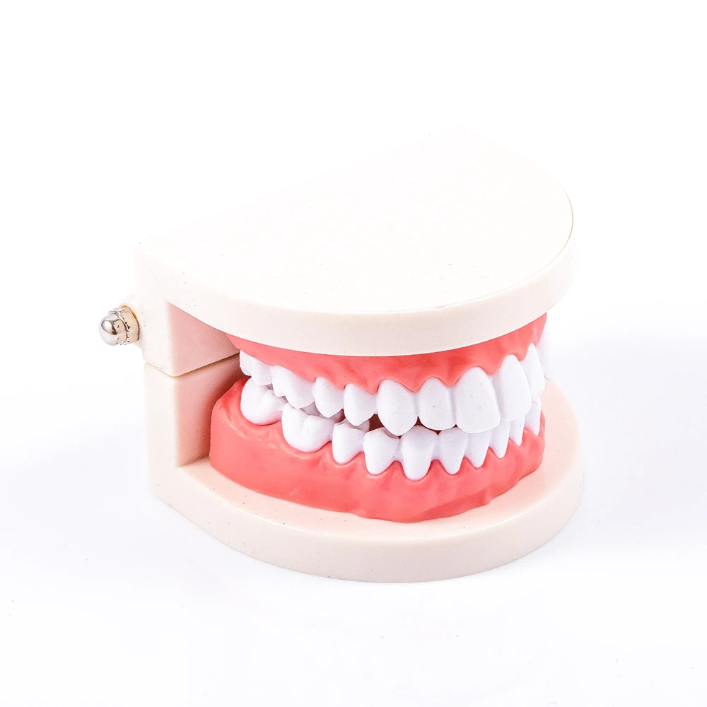 1 шт. телесный розовый цвет Стоматологическое обучение взрослых Стандартный
