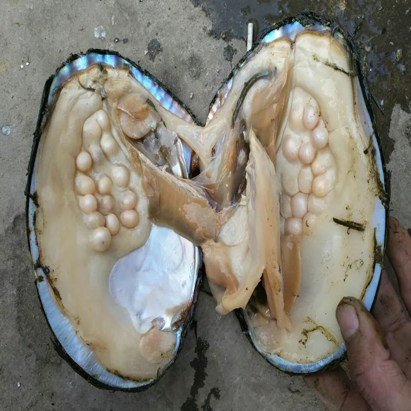 Monster Pearls Natural Freshwater Big Oysters Bulk 5pcs Vacuum Packed Beads Wish Pearl Oyster Shell BM006 | Украшения и