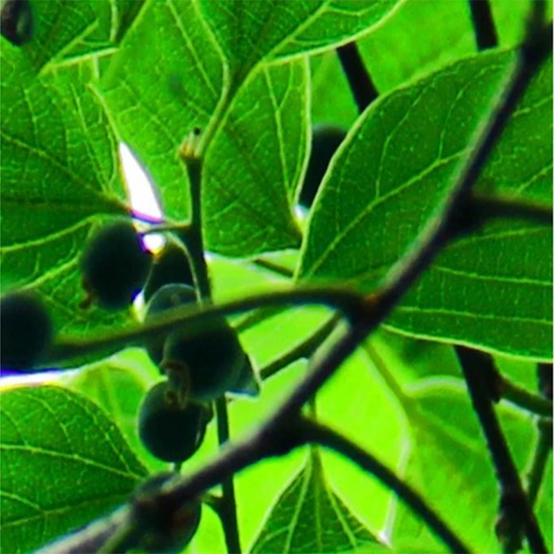 Потолочные обои 3D стерео зеленые листья естественный пейзаж фотообои рулон