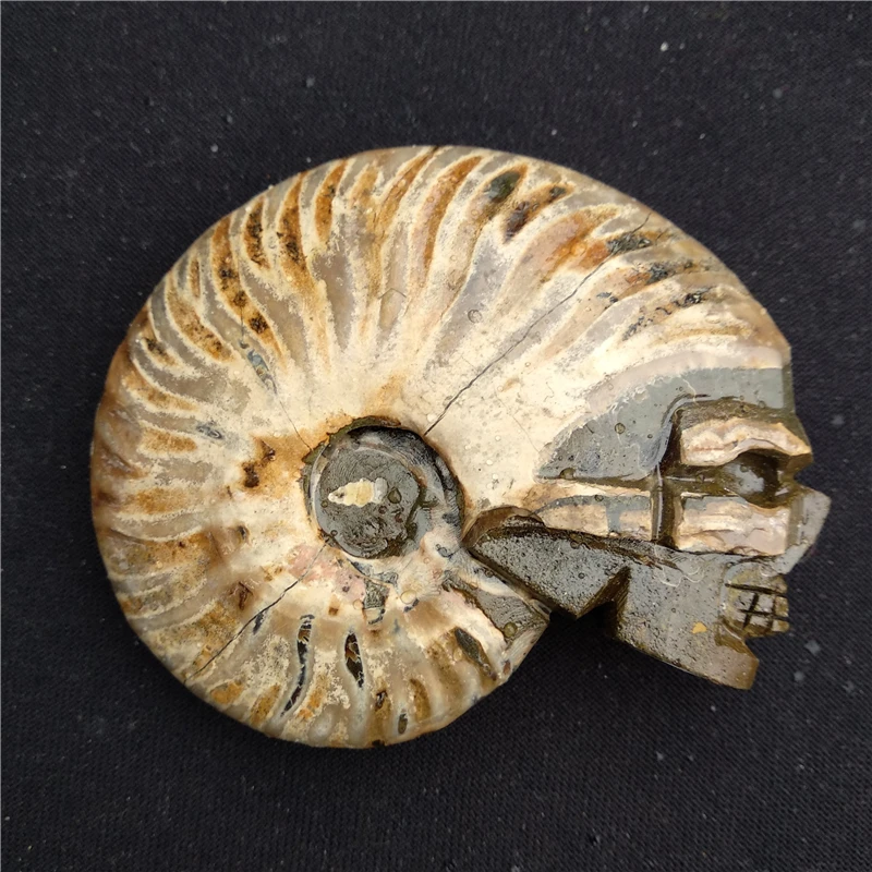 DHX SW натуральный аммонит раковины fossil ручной резной череп Healing драгоценный камень minarel образцы резьба Прохладный Череп