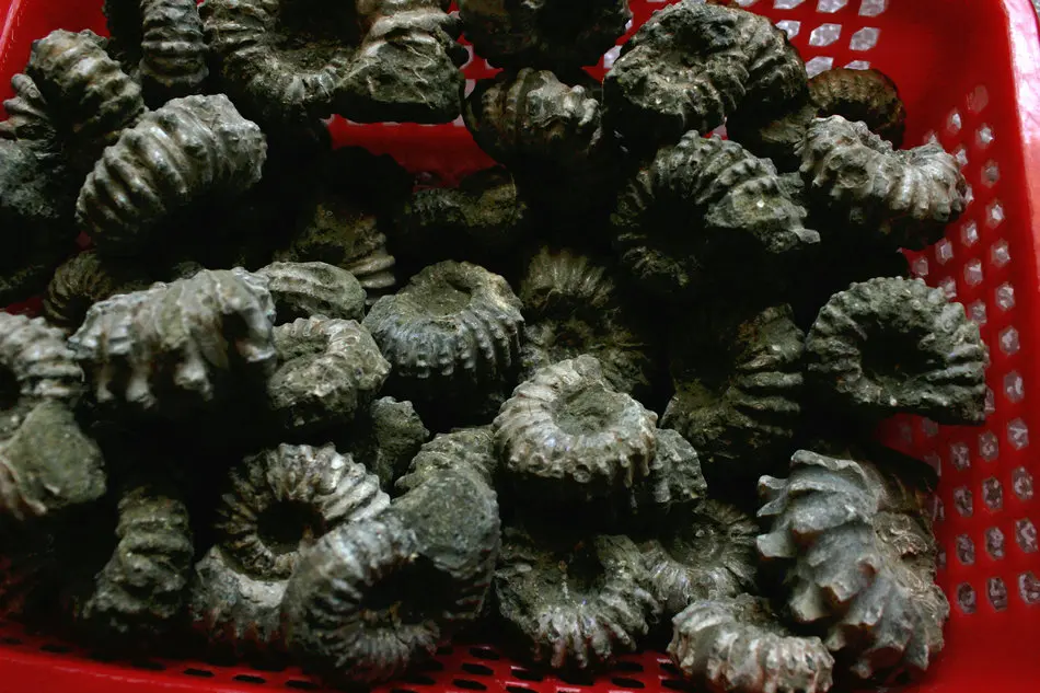 1 кг (2.2LB) 12 шт. натуральные дувиллейцеры аммонита окаменелой раковины Африки