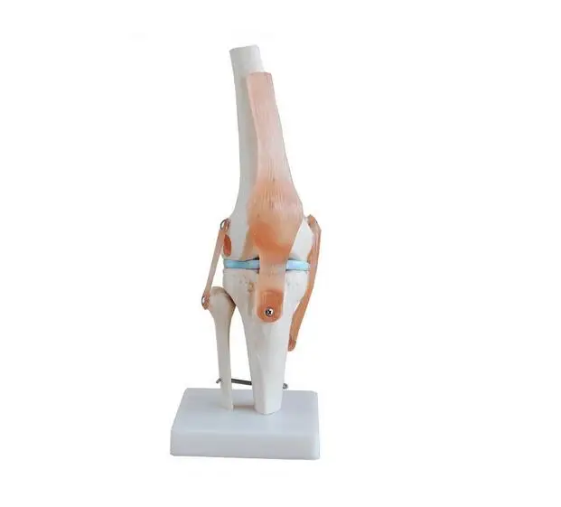 knee joint Ноги в натуральную величину, плечи, бедра, колено, локоть, ноги, руки, суставы, анатомические модели, ноги, суставы, модель - Цвет: knee joint