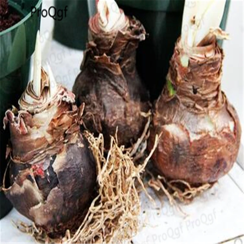 Ngryise 5 шт. набор Hippeastrum rutilum Amaryllis