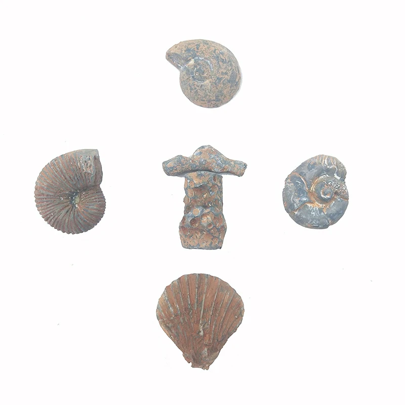 Хит продаж имитация игрушечных раскопок для раннего детства модель раковины из