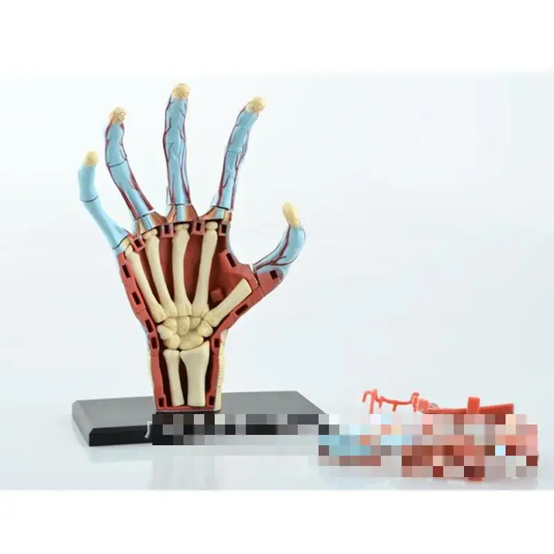 

Hand structure model primary and secondary schools teaching equipment, medical model of biological puzzle assembled master, teac