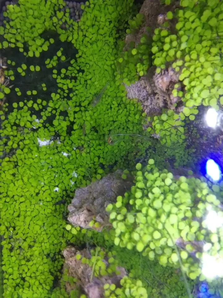 Природный необработанный камень Дракон Камень ohko fish tank озеленение горного камня украшение аквариума бонсай озеленение водной травы
