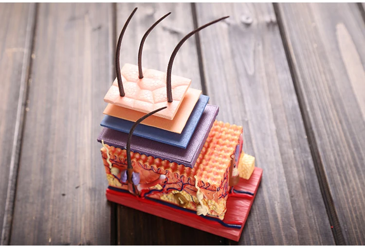 4D кожа и волосы интеллект сборная игрушка человеческая анатомическая модель