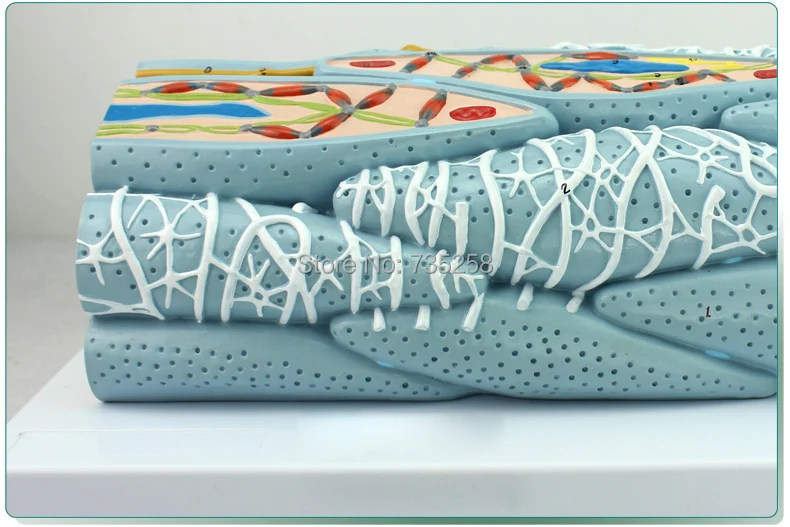 Myocardial Tissue Anatomy Model Cells Engineering Microscopic | Канцтовары для офиса и дома