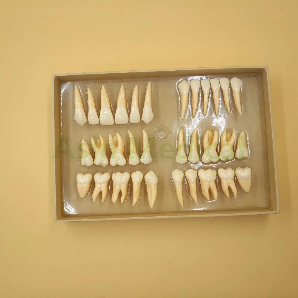 Новое поступление 2 5 раз 32 шт. модель постоянных зубов для взрослых