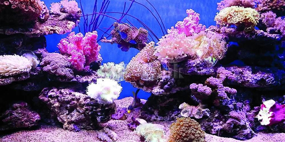 Фон для аквариума на заказ плакат с самоклеящимися бегущими лошадьми аксессуары