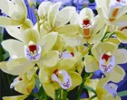 Искусственная Орхидея, цветок, акриловая краска по номерам, искусственная краска, подарок, Раскраска по номерам