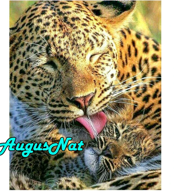 Животные Алмазная картина Леопард daimond вышивка полная дрель 5d daimant мозаика