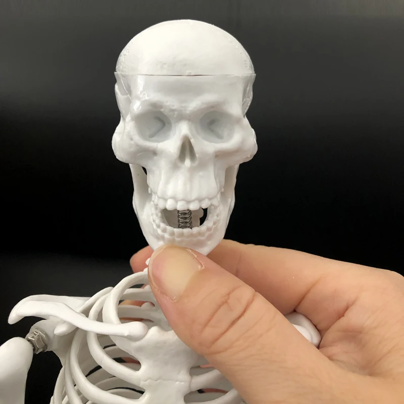 Модель скелета человеческого тела из ПВХ 45 см мини манекен модель OTC Bone
