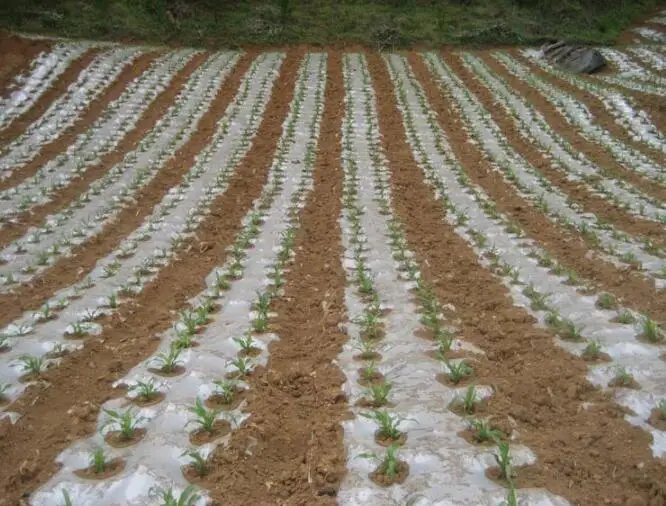 Полиэтиленовая плёнка для сада белая 2 шт. 10 м