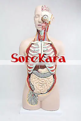 85 см анатомии человека Средства ухода за кожей магистрали разрез Органы