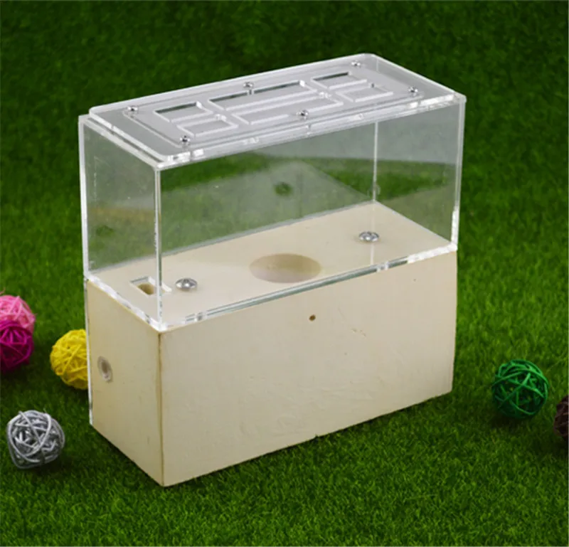 Formicarium разработан с муравьями в виду этого прочного гипса и акрилового гнезда
