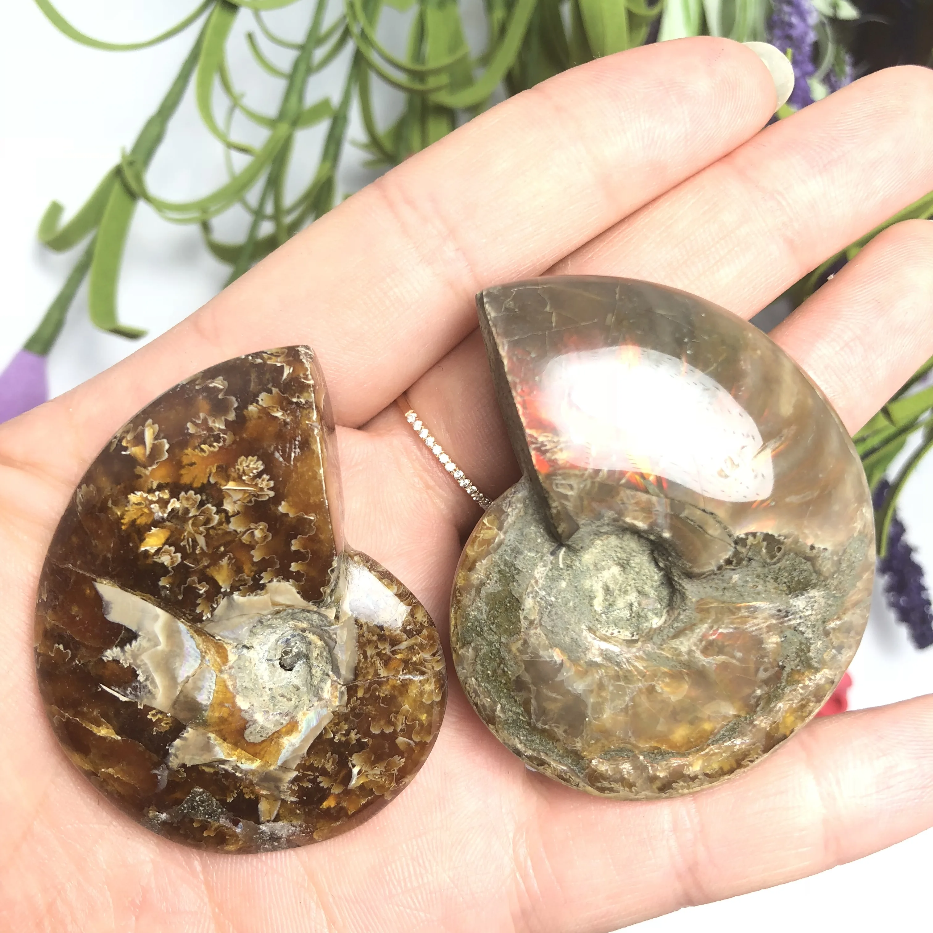Colorful!!!Natural Polished &quotGoat Horn&quot Fossil Ammonite Conch Douvilleiceras Madagascar Mineral Specimen | Дом и сад