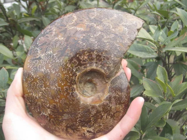 

Beautiful natural Chrysanthemum grain conch Ammonite fossil A