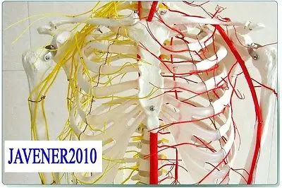 Анатомическая кожа рост 170 см|skeleton model|human anatomicalblood vessels model |