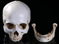simulation 1 1 human skull model high precision resin skeleton teaching model art model halloween use free shipping