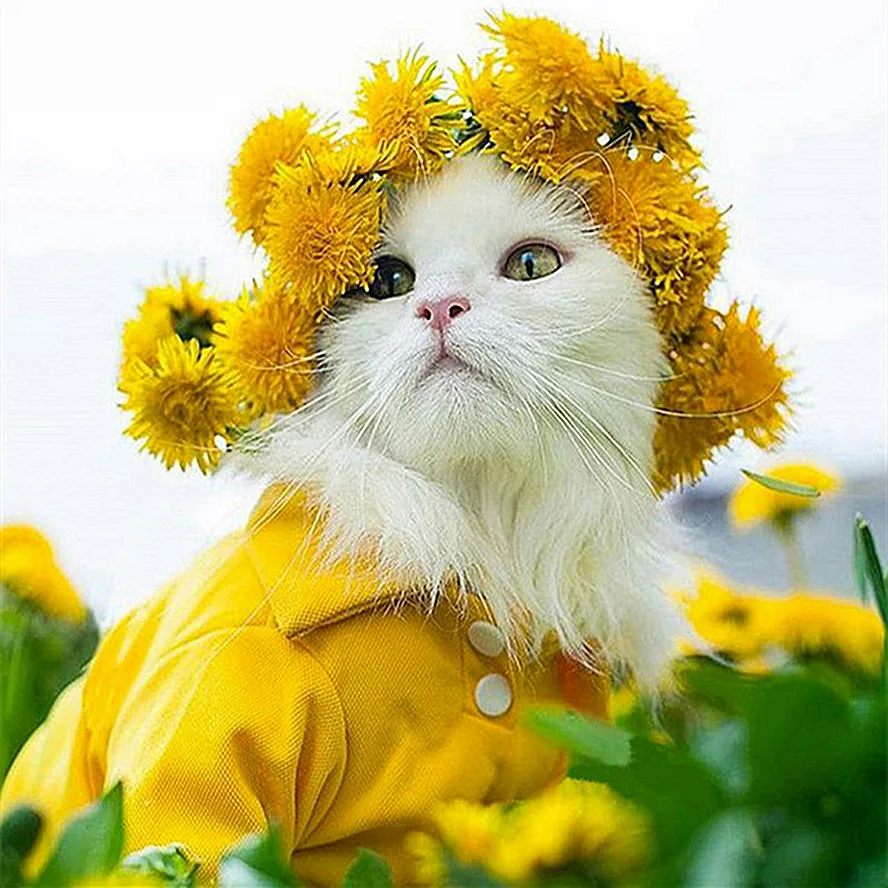Diamond Embroidery Full Square Cat Painting Cross Stitch Animals Mosaic Flower Picture Of Rhinestone Handcraft | Дом и сад