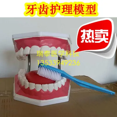 human model Die full teeth removable Brush teeth practice model Dental teaching free shipping