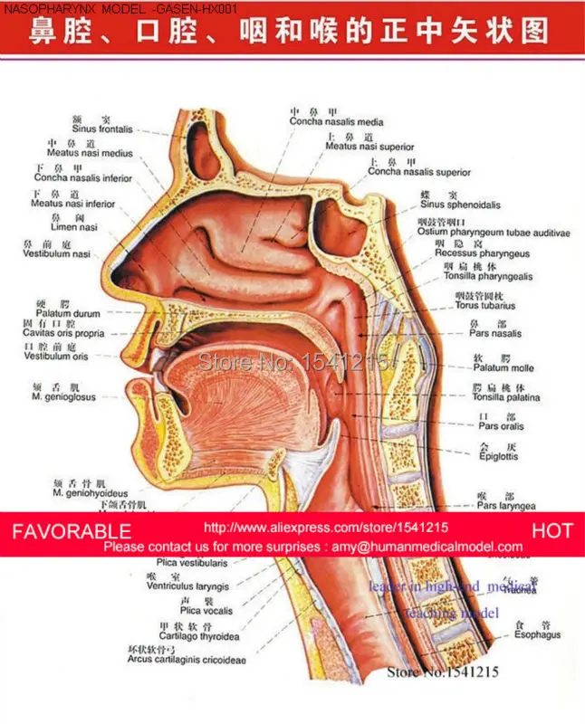 Анатомическая носовая полость человека анатомическая модель гортани анатомия