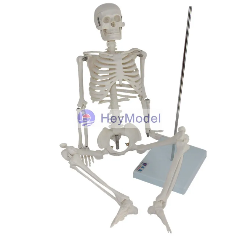 Модель скелета HeyModel из искусственного целого тела|skeleton model|skeletonskeleton body |