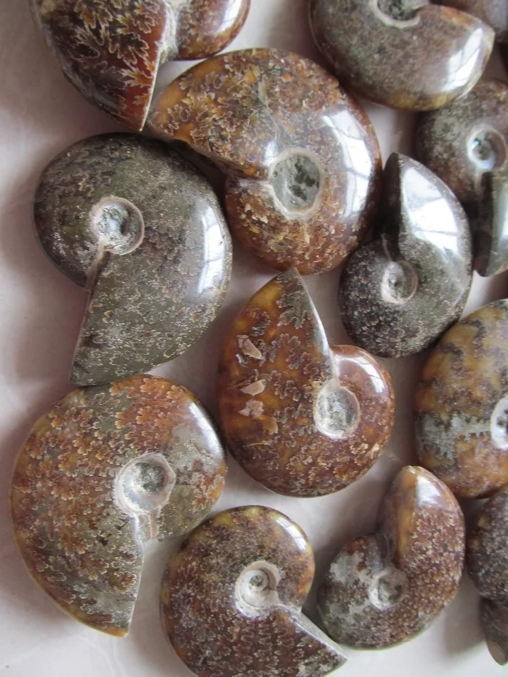 Натуральный аммонит PRETTY NAUTILUS MADAGASCAR FOSSIL с лечебным действием образцы 30G 50G|healing| |