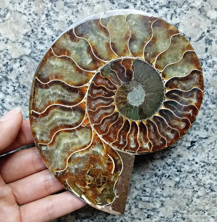 

12-13cm 1 piece natural fossil conch beautiful Slice spiral for sale