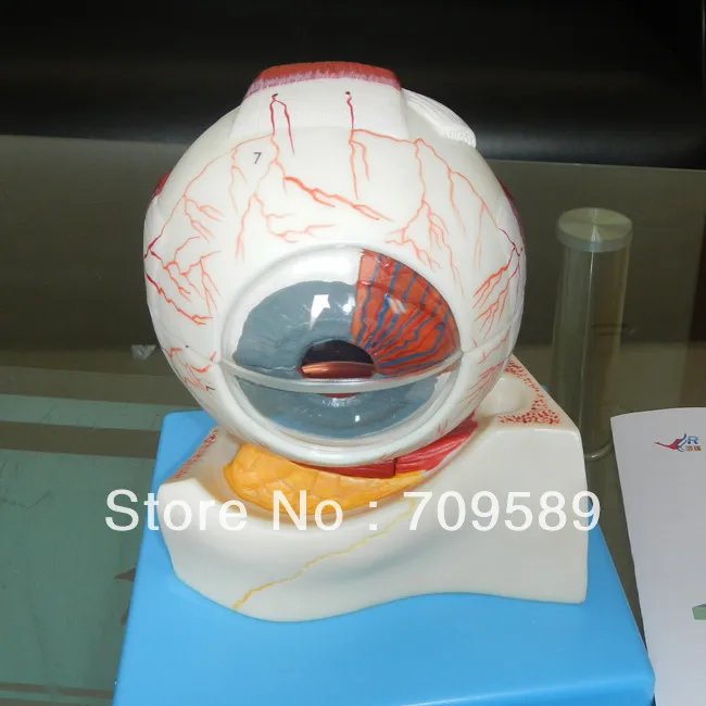Модель глазного яблока модель глаза|anatomical eye model|eye modelanatomical |