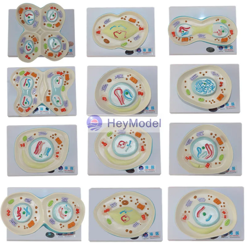 

Демонстрационная модель HeyModel Cell meiotic process