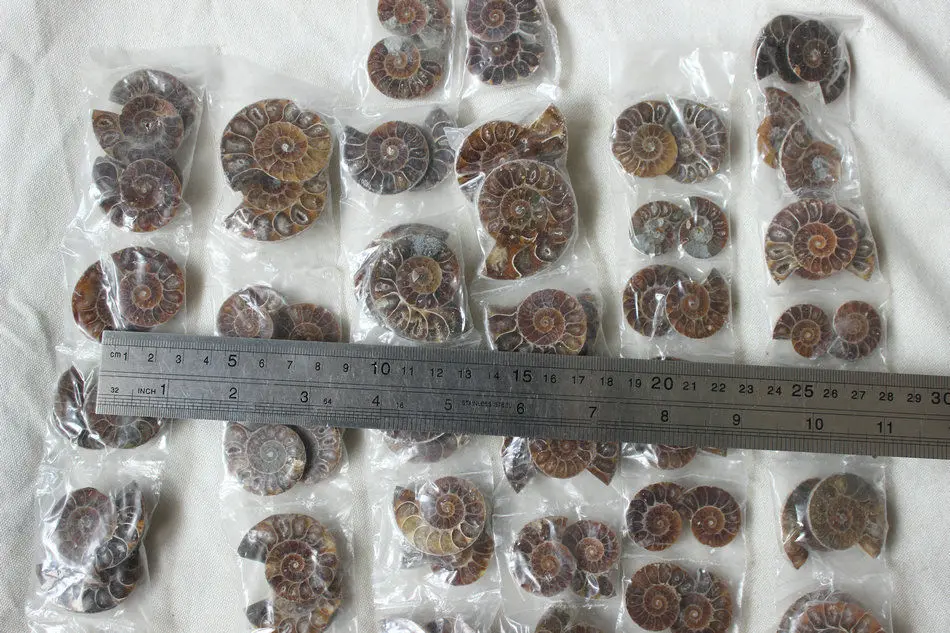 10 Pieces Small Natural Rainbow Split Ammonite Fossil Cut in Half Madagascar healing. Paired Free Shipping | Дом и сад