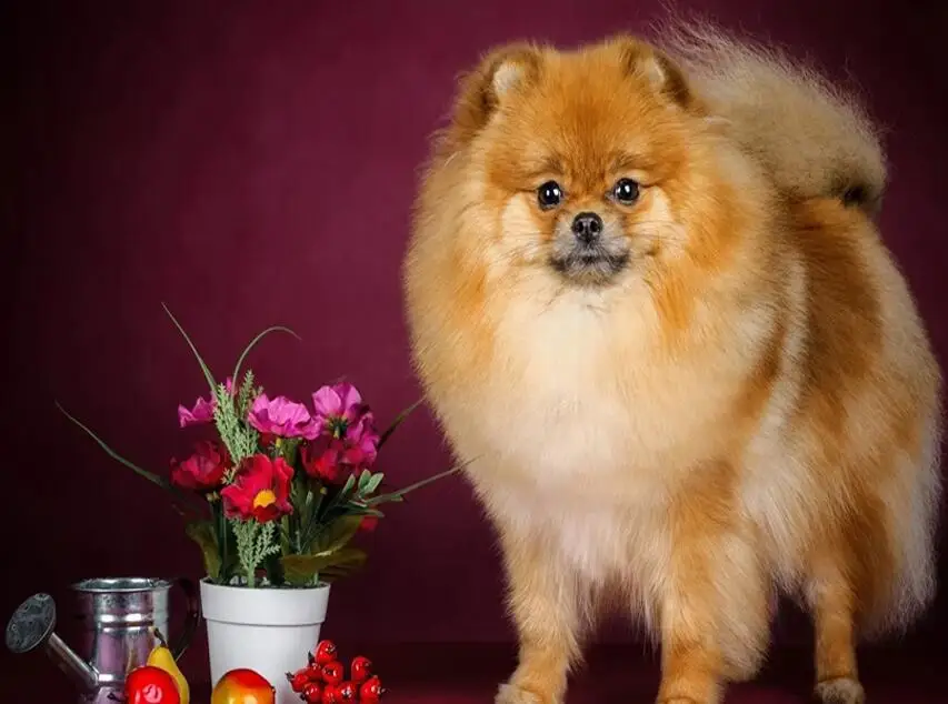 5 Полная Алмазная вышивка шпиц собака животные фото DIY 5D алмазная Картина Вышивка крестом мозаичная живопись стразами домашний декор - Цвет: 5