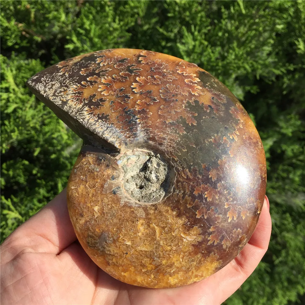 Красивый настоящий аммонит Fossil Madagascar Shell Fossil Specimen хороший подарок для каменной коллекции