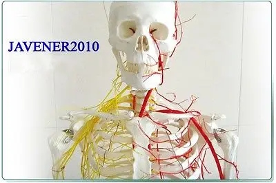 Анатомическая кожа рост 170 см|skeleton model|human anatomicalblood vessels model |