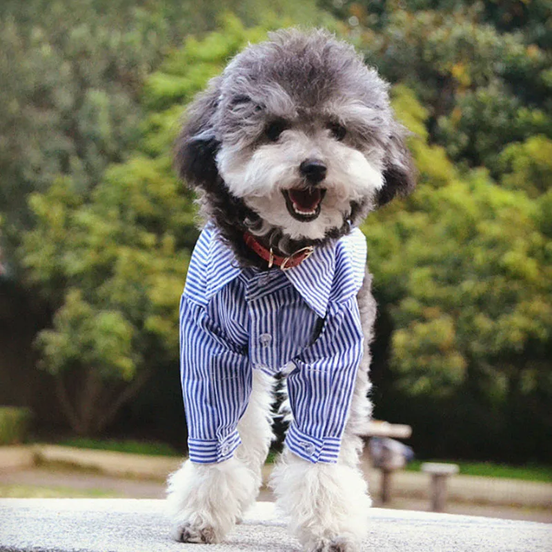 Полосатая рубашка Schnauzer для чихуахуа хлопковая куртка йоркширского терьера