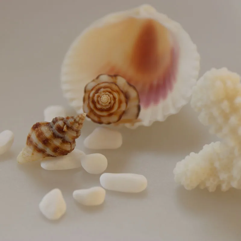 Бесплатная доставка (50 шт./лот) кофейные линии оболочки натуральный корпус &