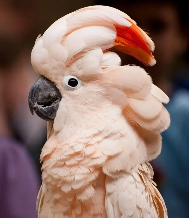 Red Cockatoo Gingerain одежда с птицами попугай одежда арбуз ручной работы на заказ одежда с птицами HoodedSweater арбуз - Цвет: Red Cockatoo