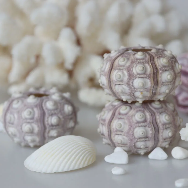 Бесплатная доставка натуральный морской урчин раковины Пляжное свадебное