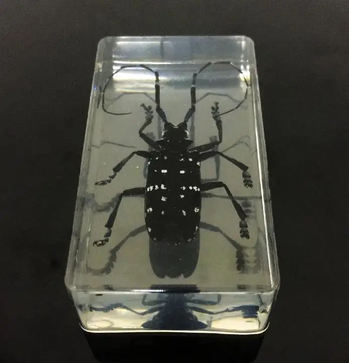 

Handmade Real Bug Jewelry Black Longhorn Beetle Crafts Gift