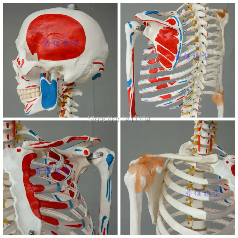 Бесплатная доставка большие кости для человеческого тела с связкой мышечной