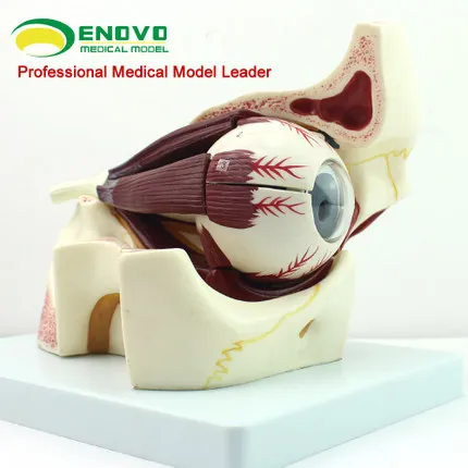 

Eyeball anatomical structure magnifying model body sensor medical eyeball model
