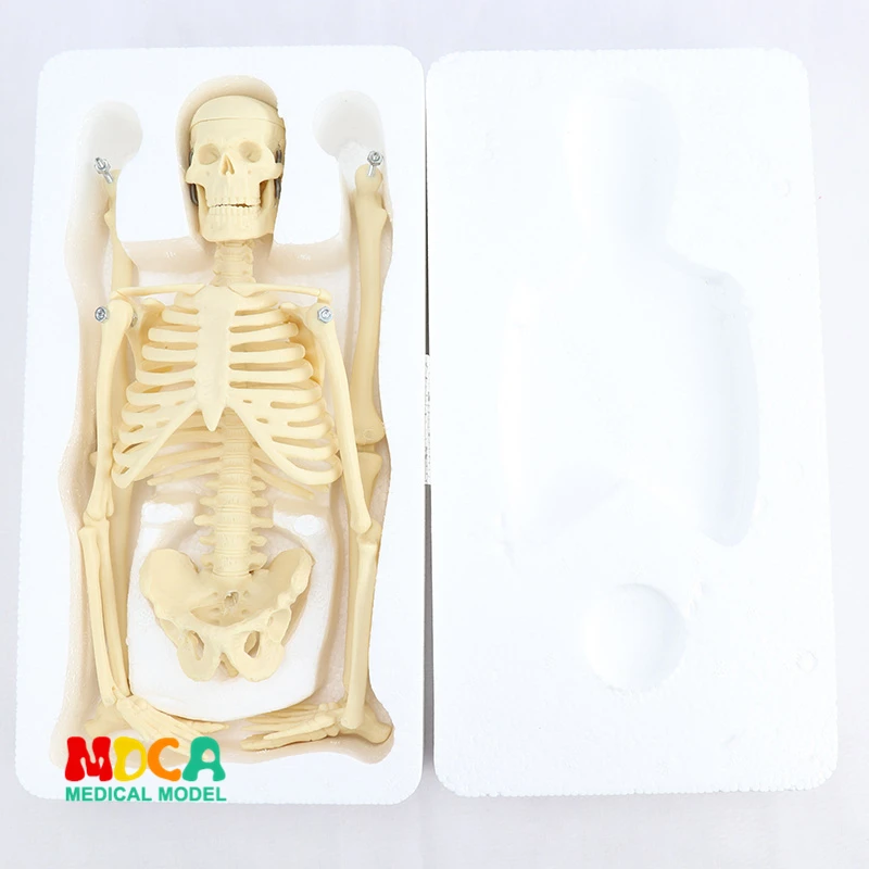 

Medical standard for fine arts and medicine 45CM skeleton model of human .skeleton model MGG101