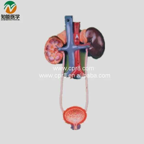 Model Of The Urinary System  BIX-A1083